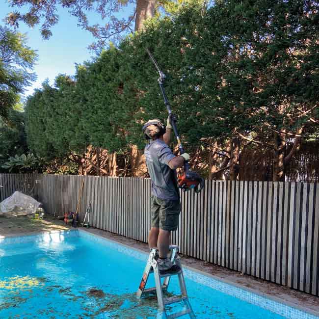 Hedge-trimming-2-web Hedge-trimming-2-we