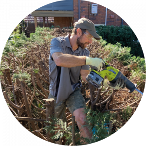 Pruning-lotus-gardening
